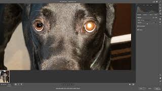 22 How to Remove Red Eye or Pet Eye in Camera Raw EP 034 [upl. by Ashlie]