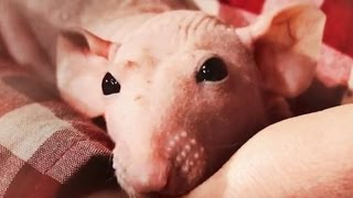 Why are some animals so ugly  Zoo La La  BBC Earth Explore [upl. by Ashely]