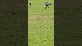 Cranes enjoy thier meal after a storm [upl. by Jerome]