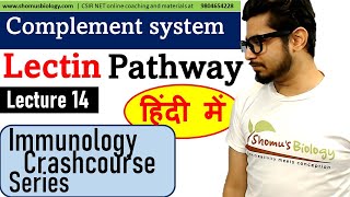 Complement system lectin pathway in Hindi [upl. by Morten]