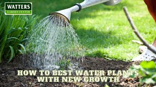 🚿How to Best Water Plants with New Growth to Stop Wilt 🚿 [upl. by Airod]