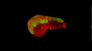 ZEISS Lightsheet Z1  Multiview Drosophila wing disc [upl. by Suraved]