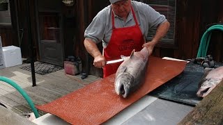 How to Fillet a Big Salmon and Prepare it for Smoked Salmon Recipe [upl. by Ahsikel324]