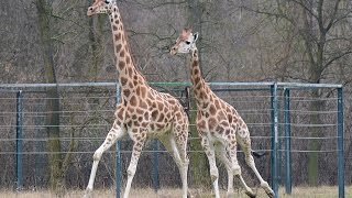 rennende Giraffen Tierpark Berlin [upl. by Aros]