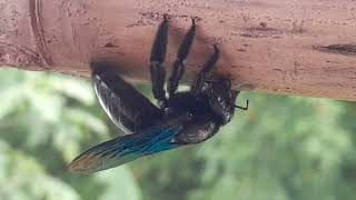 Nest building by large carpenter bee Xylocopa [upl. by Toomay366]