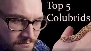 Top 5 Colubrid Snakes [upl. by Noj222]