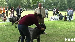 Mastino Napoletano XXV Trofeo Mario Querci Males Champion [upl. by Zenger]