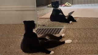 CATS you will remember and LAUGH all day  Funniest cat videos [upl. by Lepper657]