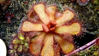 Drosera slackii  Sundew Carnivorous Plant [upl. by Adnicul]