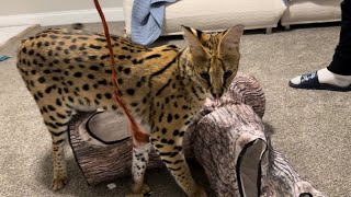 Serval Pet Playing [upl. by Terina]