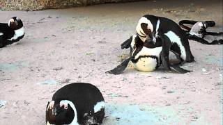 Penguin mating and Penguins fighting [upl. by Eselehs]