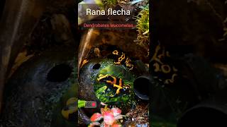 Comportamiento de las Dendrobates leocomelas shorts dendrobates rana [upl. by Nylarac888]