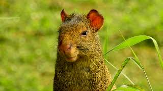 AGOUTI resting DASYPROCTA AGUTI DASYPROCTA CUTIA Wild animal [upl. by Rickard]