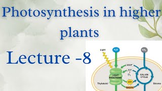 Photosynthesis in higher plants Class 11th l Lecture 8 [upl. by Ecnerewal]