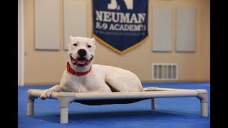 Deedee Dogo Argentino Boot Camp Dog Training Video Demonstration [upl. by Ennaus]