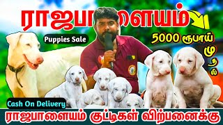 5000 ரூபாய் முதல் RAJAPALAYAM நாய்கள்  Native Dogs For Sale Rajapalayam Puppys For Sale Sky Media [upl. by Beauregard]