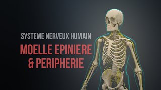 Système nerveux humain  Moelle épinière et périphérie Animation [upl. by Mccarty]