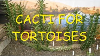 Cacti for Tortoises 🌵🐢🌵 [upl. by Nwahs]