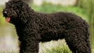 Barbet Dog Is This Curly Haired Dog right for You Check out the video and see [upl. by Rhyner]