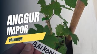 Anggur Baikonur 🔴 Unboxing [upl. by Alyag]