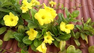 How to Grow Allamanda Plant  Golden Trumpet Vine With Care Tips [upl. by Innep103]