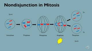 Chromosomal Nondisjunction [upl. by Goss]