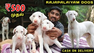 Native Dogs For Sale  சிப்பிபாறை கோம்பை கன்னி  Puppys For Sale  Vino Vlogs [upl. by Euqirat251]