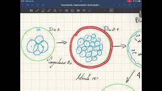 Segmentación gastrulación y derivados de las capas germinales [upl. by Caylor]