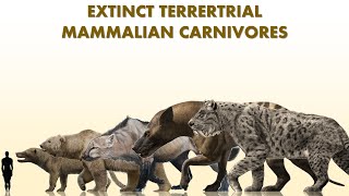 Top 10 Largest Extinct Land Mammalian Carnivores [upl. by Arber]