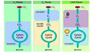 Types of Photosynthesis in Plants C3 C4 and CAM [upl. by Dahlia384]