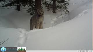 Canada Lynx Breeding Call Vocalization [upl. by Oiluarb]