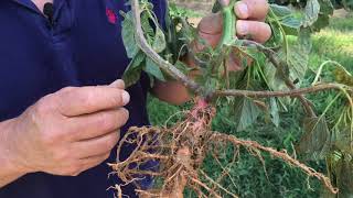 Pigweed Identification Redroot [upl. by Archy]