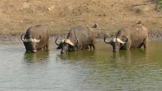 SOUTH AFRICA many animals at Klopperfontein Kruger national park hdvideo [upl. by Anneres]