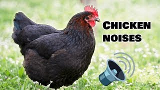 Chicken Noises To Keep Your Chickens Calm [upl. by Barolet384]