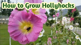 How to Grow Hollyhocks The Complete Hollyhock Flower Guide  Alcea Fiesta Time [upl. by Ahsened]