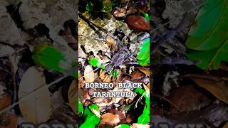 Borneo Black Tarantula tarantula animals wildlife shorts [upl. by Anyk]