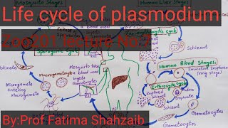 Life cycle of PlasmodiumMalaria life cycleApicomplexansMalarial parasite plasmodiumZoo201 Vu [upl. by Rowe963]