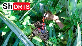 Parent Yellowvented Bulbul Feeding All Hungry Babies – Bird Chicks Calling Their Mother [upl. by Netsruk]