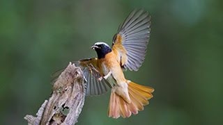 BTO Bird ID  Redstarts [upl. by Elrebma]