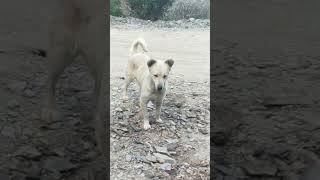 Rottweiler barking shorts 100 viral granty😎😎😎😎🤣🤣 [upl. by Rita]