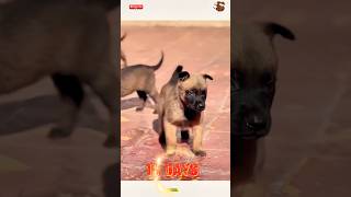 🦮💯❌TRAINING DOG pubg doglover germanshepherd k9 🧑‍🏫🌹chó pets becgie [upl. by Flori]