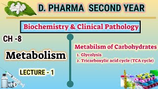 Glycolysis and TCA cycle  CH8  L1  Biochemistry  Metabolism  DPharm second year [upl. by Shell]