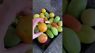 Will my GREEN tomatoes turn RED 🍅 tomato tips garden easy beginners shorts [upl. by Winola]