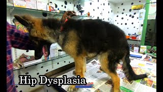 Hip dysplasia in dogs  HIP DYSPLASIA  Hip dysplasia treatment [upl. by Jamie111]