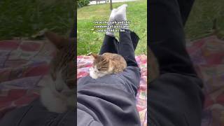 109 Cute Cat videos 😻😻 fails funny moments reels [upl. by Atis]