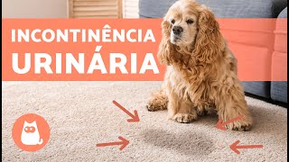 Como TRATAR INCONTINÊNCIA URINÁRIA em CÃES 🐶💦 7 Tratamentos Naturais [upl. by Amis479]