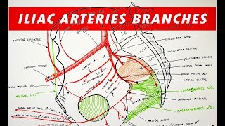 Branches of the Internal and External ILIAC ARTERIES [upl. by Burta]