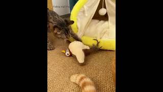 My cat goes crazy for this flapping bird toy 😸cat cutecats cattoys catlover catmom kitten [upl. by Crow]