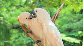 Due cacatua romanticoni 😍🤣🤣 [upl. by Yadsendew]