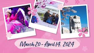 2024 Washington DC Cherry Blossom Festival Parade Guide for Visitors Includes Highlights and tips [upl. by Eissert]